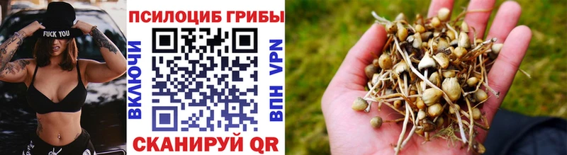 Псилоцибиновые грибы Psilocybe Лабинск